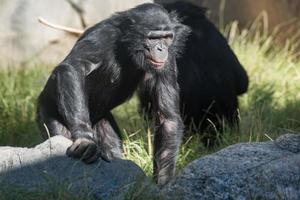 close-up do retrato do macaco bonobo chimpanzé foto