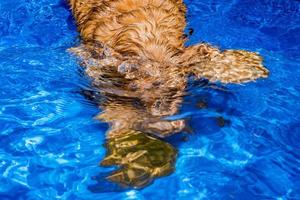 cachorrinho cão jovem cocker spaniel inglês a água foto