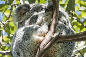 coala relaxante em uma árvore foto