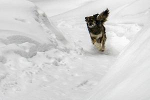 retrato de cachorro no fundo da neve foto