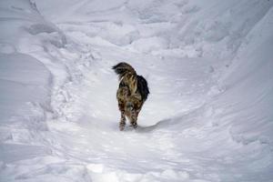 retrato de cachorro no fundo da neve foto