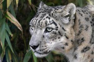 leopardo da neve close-up retrato foto