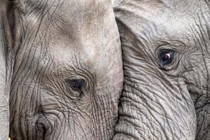 olho de elefante close-up no parque kruger na áfrica do sul
