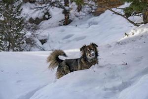 retrato de cachorro no fundo da neve foto