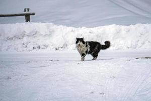 retrato de gato no fundo da neve foto