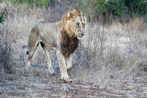 leão macho ferido no parque kruger áfrica do sul foto