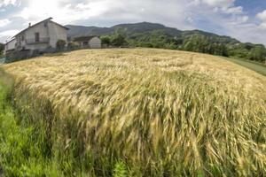 campo de espigas de trigo verde movido pelo vento foto