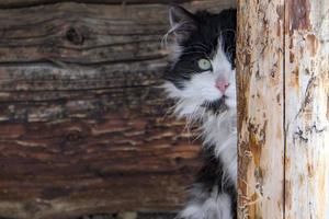 gato retrato enquanto se escondendo dentro a de madeira cabana foto