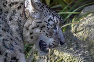 leopardo da neve close-up retrato foto