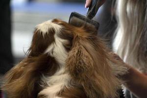 chevalier king cachorro de perto sendo penteado foto