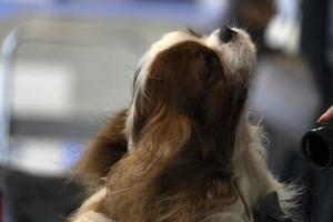 chevalier king cachorro de perto sendo penteado foto