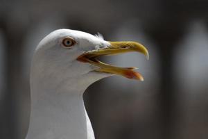 gaivota em ruínas de roma foto