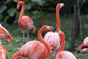 grupo familiar de flamingos cor de rosa em verde foto