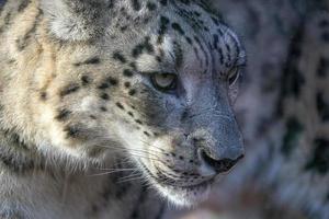leopardo da neve close-up retrato foto