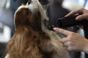 chevalier king cachorro de perto sendo penteado foto