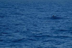 branco raro baleia de bico de ganso golfinho ziphius cavirostris foto
