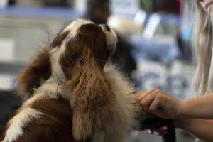 chevalier king cachorro de perto sendo penteado foto