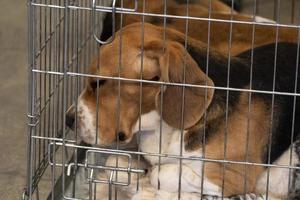 experimento cão beagle em uma gaiola foto