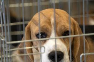 experimento cão beagle em uma gaiola foto