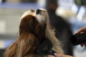 chevalier king cachorro de perto sendo penteado foto