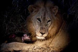 leão macho no parque kruger na áfrica do sul comendo um gnu foto