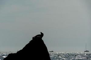 mar leão em uma Rocha dentro cabo san lucas Porto México foto