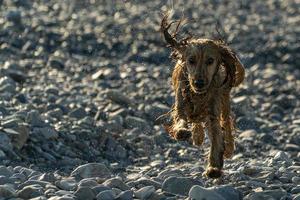 cachorrinho feliz cocker spaniel no rio foto