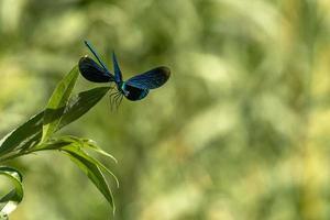 macro de libélula azul de asas abertas foto