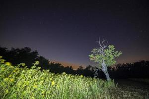 campo de girassol na noite estrela foto