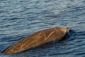 raro golfinho bico de ganso baleia zífio cavirostris foto