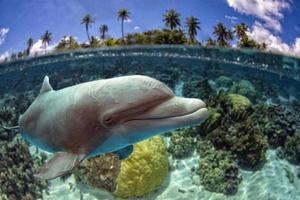 golfinho debaixo d'água no fundo do recife foto