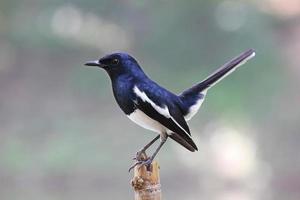 Robin oriental empoleirado foto