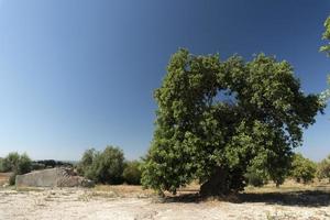 siciliano amêndoa árvore dentro noto foto