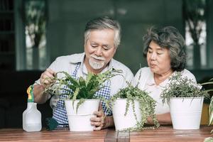 casal de idosos conversando e plantando árvores em vasos foto