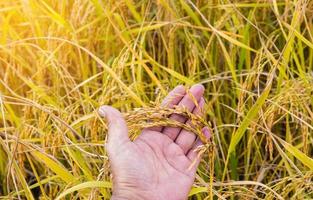 mão segurando um talo de arroz dourado em um campo foto