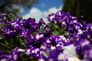 lilás flor dentro Primavera foto