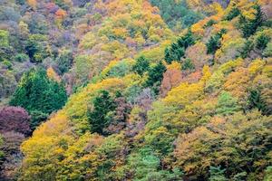 floresta em uma montanha no outono foto