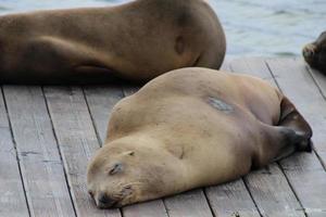 foca em uma doca dormindo foto