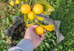 alguém colheita uma frutificação limão árvore. foto