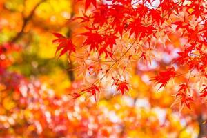 belas árvores de bordo no outono foto