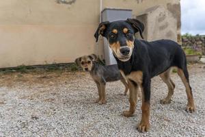 vagabundo bebê cachorro sozinho dentro a rua foto