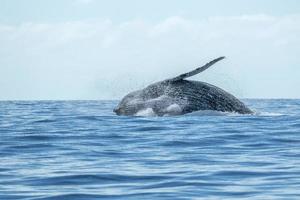 baleia jubarte invadindo cabo san lucas oceano pacífico foto
