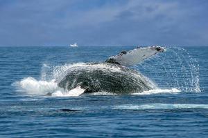 baleia jubarte invadindo cabo san lucas oceano pacífico foto