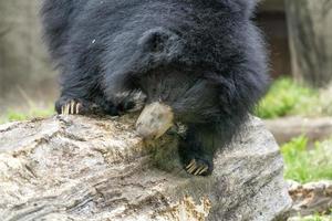 urso-preguiça cavando na árvore de madeira para o alimento foto