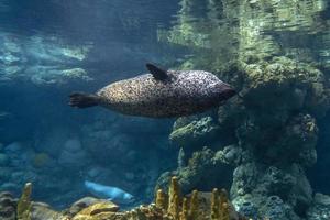 comum foca olhando às você foto