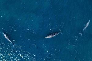 baleia cinzenta no méxico baja california panorama de visão aérea drone foto