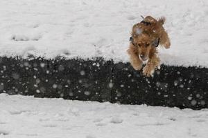 feliz cocker spaniel correndo na neve foto