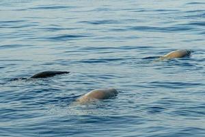 raro cuvier branco ganso baleia bico golfinho Zífio cavirostris foto