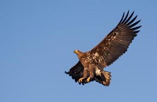 jovem de cauda branca Águia - Haliaeetus Albicila - bancos dentro azul céu com Largo espalhado asas foto