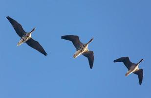 três maduro maior fronte branca gansos - anser Albifrons - mosca acima dentro manhã azul céu foto